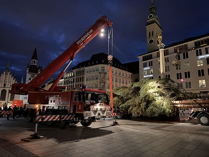 Aufstellung der sibirischen Fichte aus Königsorf  am 08.11.2023 auf dem Marienplatz (©Foto. Martin Schmitz)